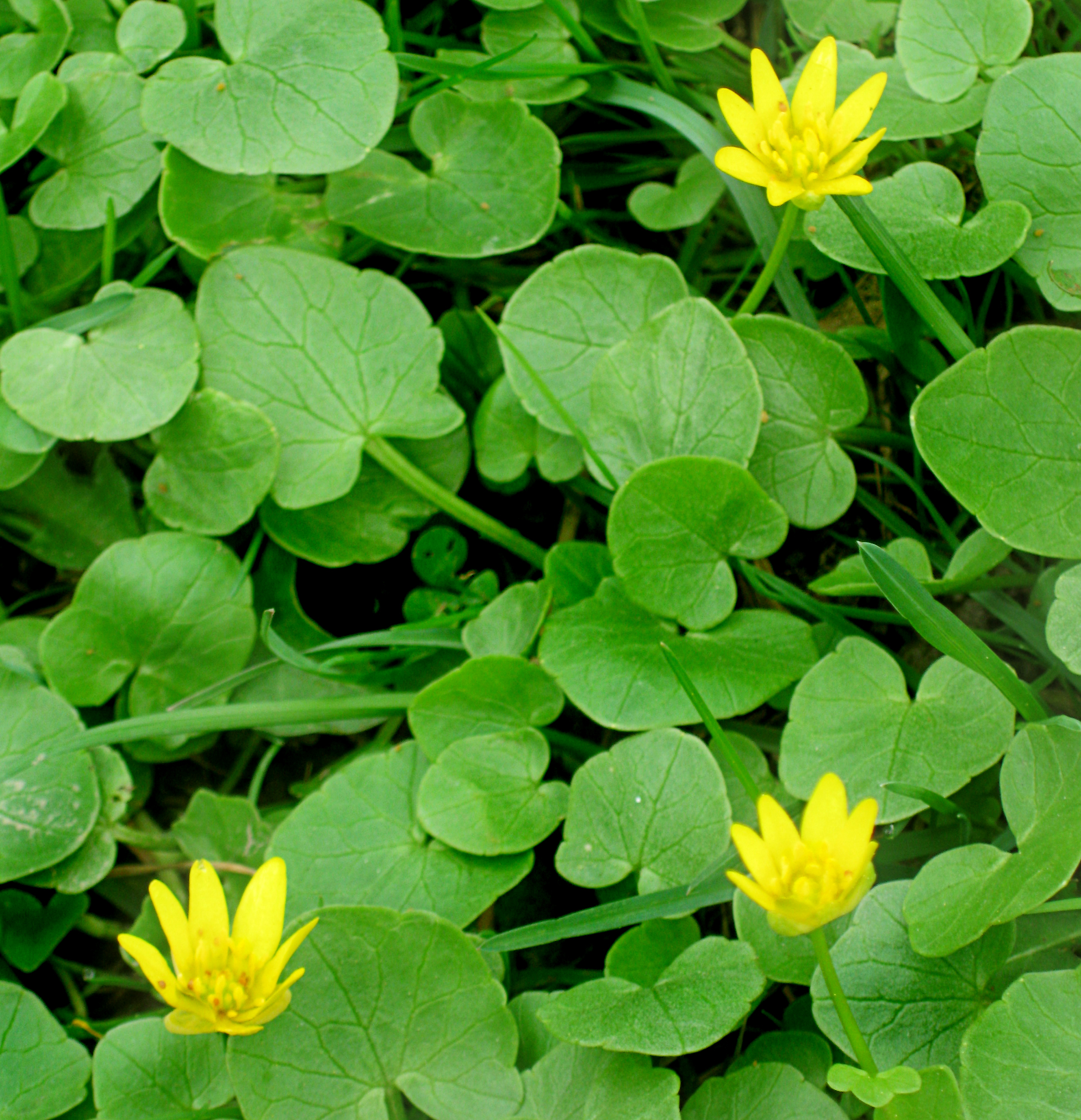 The First Stirrings - lesser celandines | mellie blossom